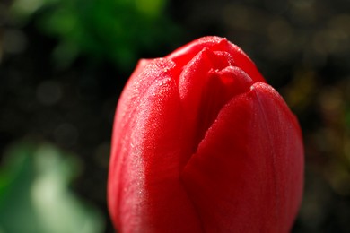 Photo of Beautiful red tulip covered with morning dew, closeup