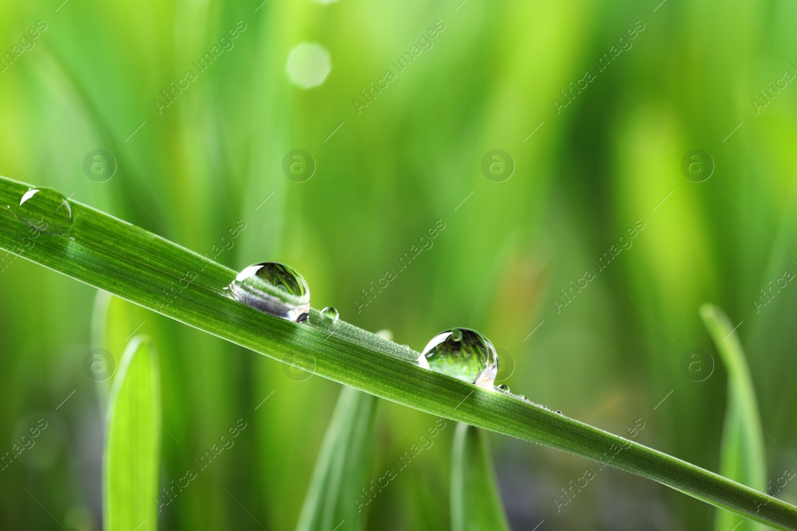 Photo of Water drops on grass blade against blurred background, closeup