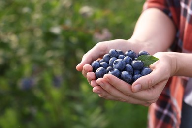 Photo of Woman holding heapwild blueberries outdoors, closeup and space for text. Seasonal berries