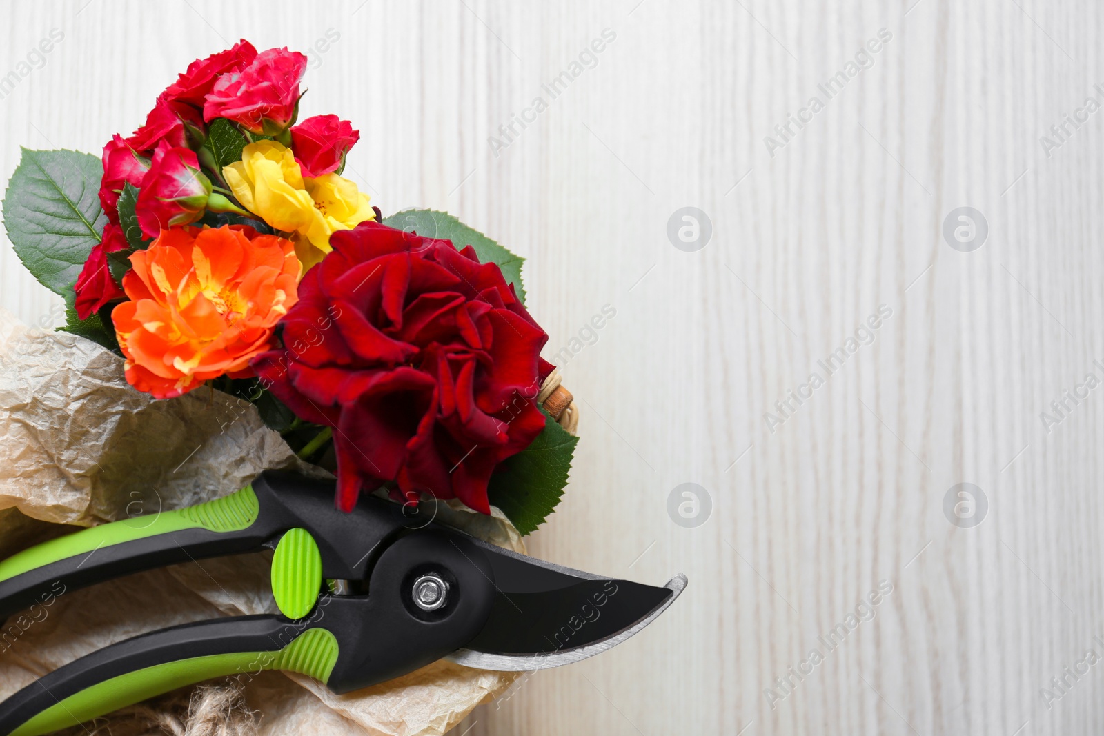 Photo of Secateur and beautiful roses on white wooden table, top view. Space for text