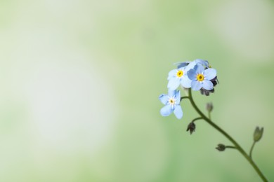 Beautiful forget-me-not flowers against blurred green background, closeup. Space for text