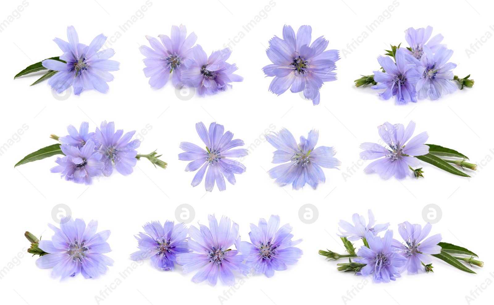 Image of Beautiful tender chicory flowers on white background, collage 