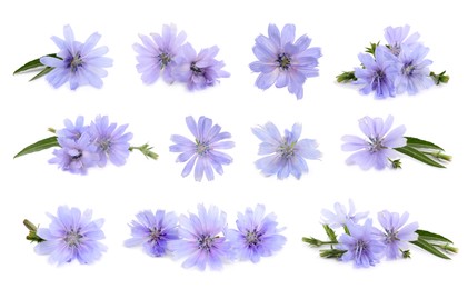 Beautiful tender chicory flowers on white background, collage 