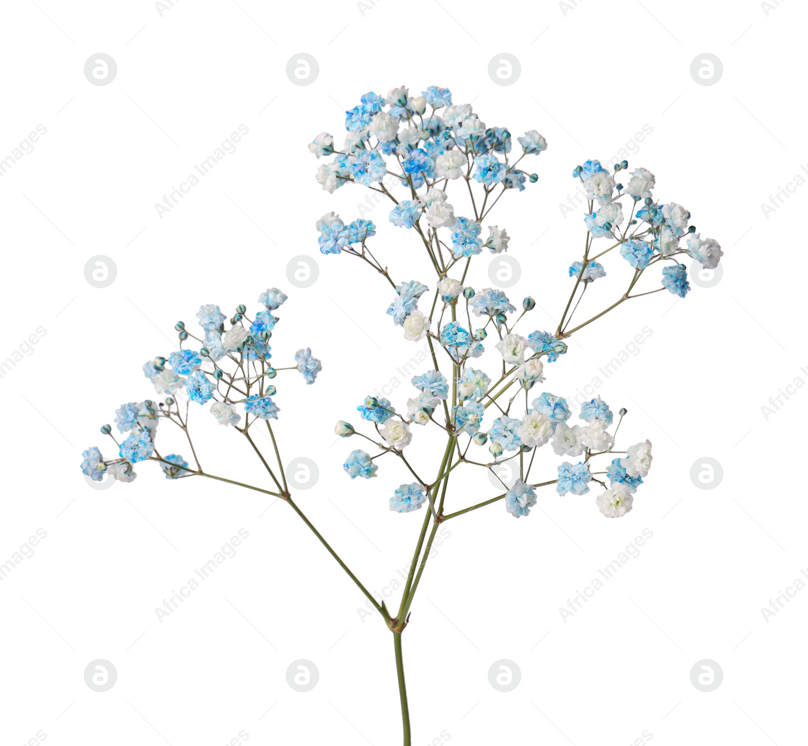 Photo of Beautiful colorful gypsophila flowers on white background