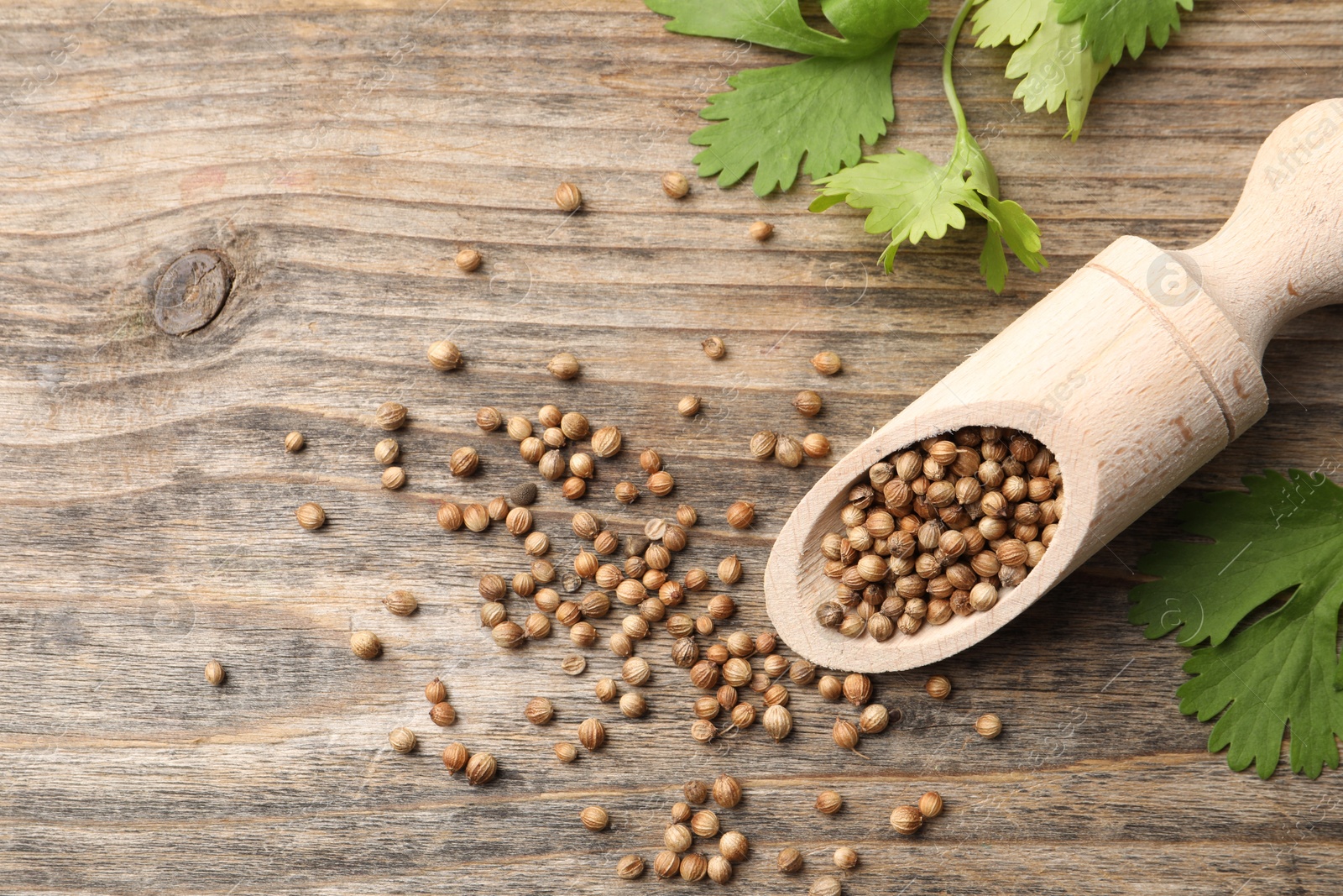 Photo of Scoop with dried coriander seeds and green leaves on wooden table, top view. Space for text