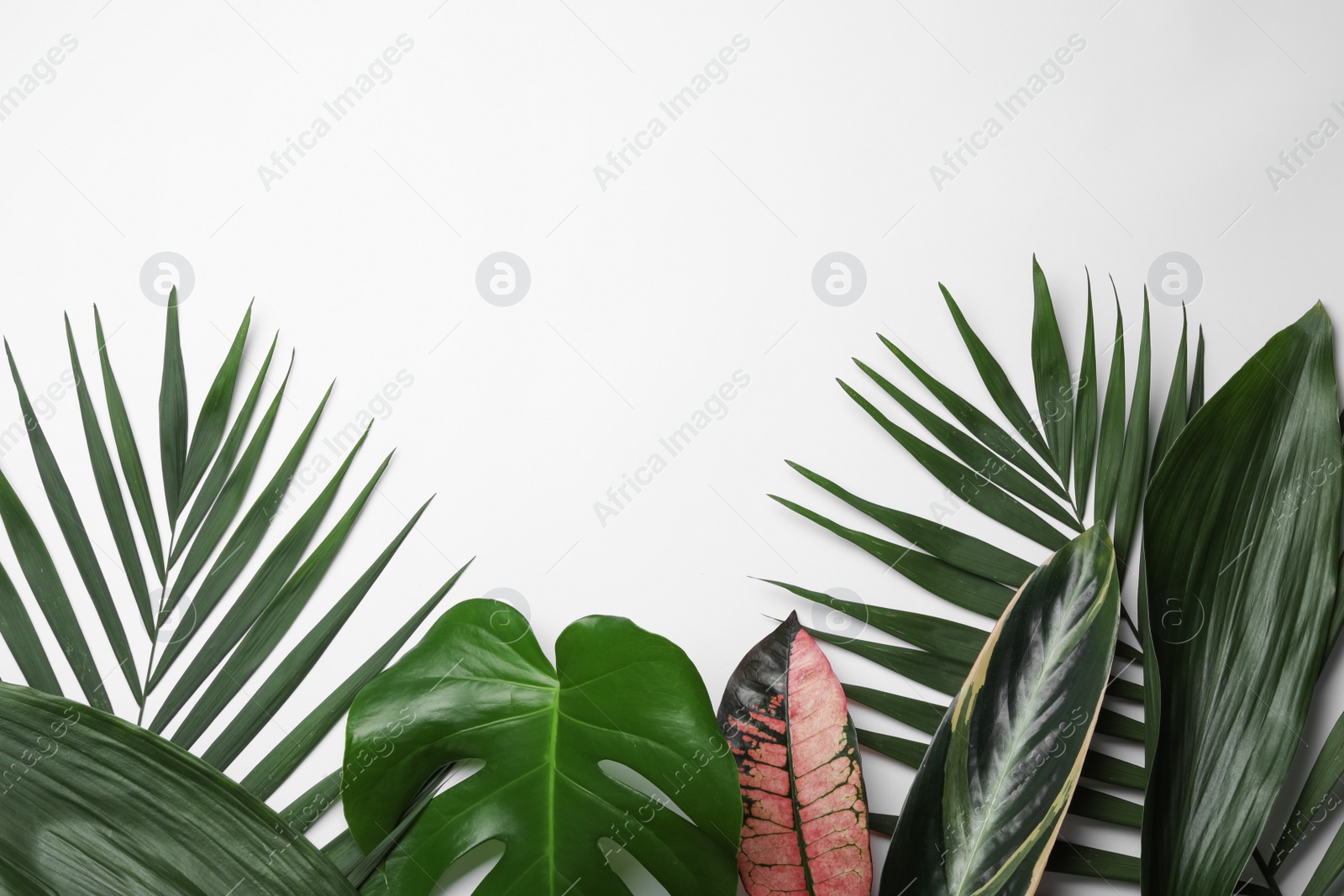 Photo of Flat lay composition with tropical leaves and space for text on white background