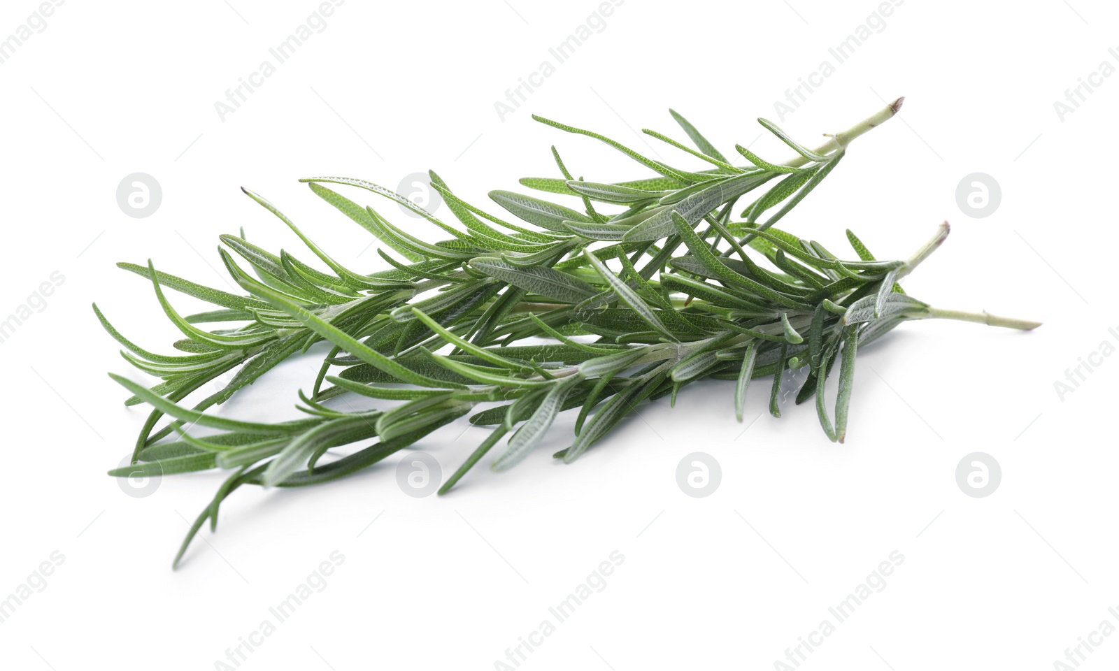 Photo of Fresh green rosemary twigs isolated on white