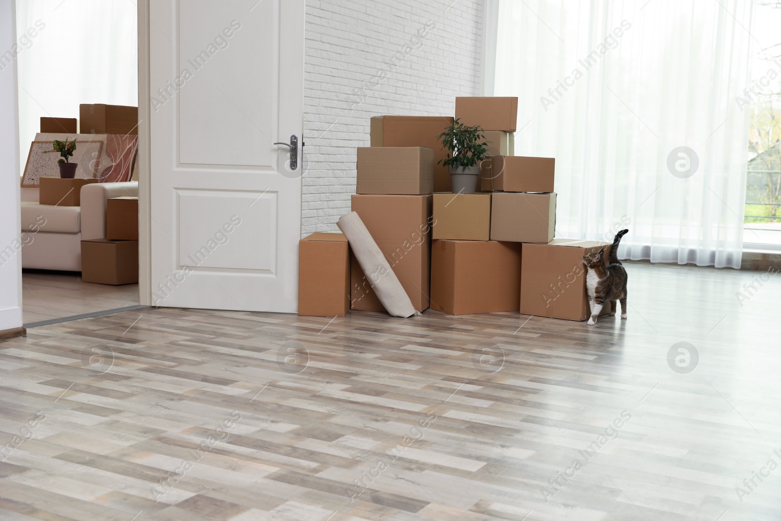 Photo of Cardboard boxes and cat in room on moving day