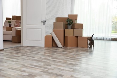 Photo of Cardboard boxes and cat in room on moving day