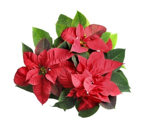 Red Poinsettia isolated on white, top view. Christmas traditional flower