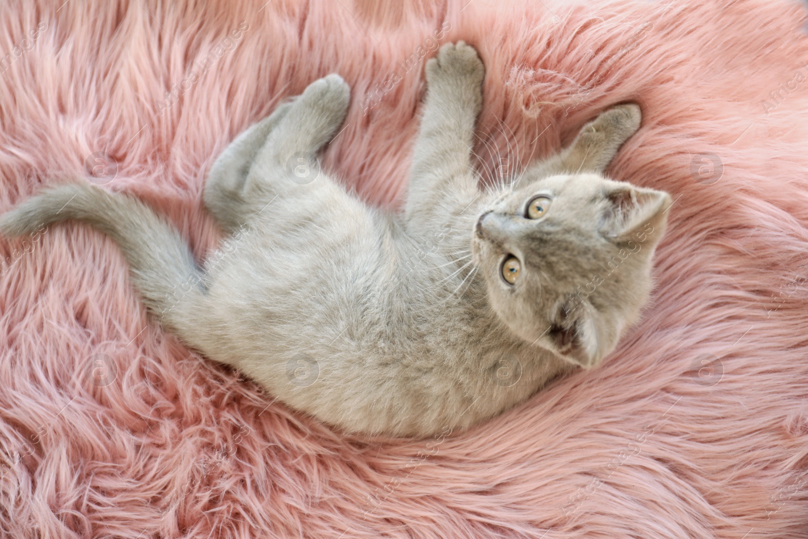 Photo of Scottish straight baby cat lying on soft furry blanket, above view