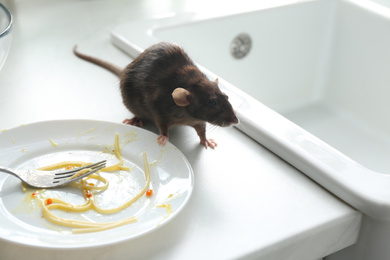 Photo of Rat near dirty plate on kitchen counter. Pest control