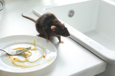 Rat near dirty plate on kitchen counter. Pest control