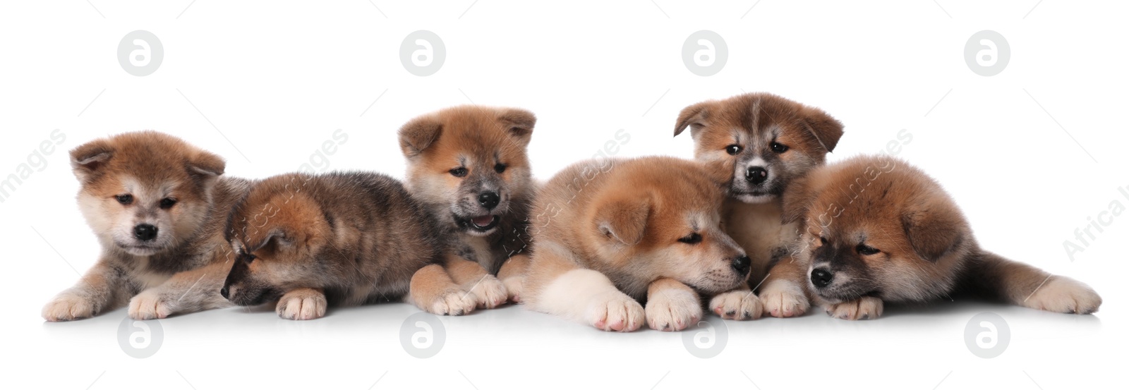 Photo of Adorable Akita Inu puppies on white background