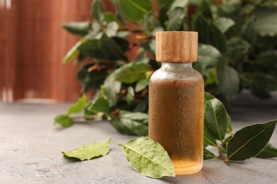 Bottle of bay essential oil and fresh leaves on light grey table. Space for text