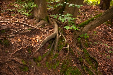 Photo of Green moss and fallen leaves covering ground near tree roots in forest