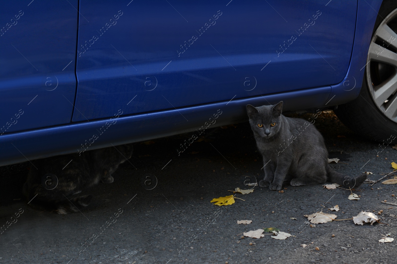 Photo of Lonely stray cat outdoors on asphalt near blue car. Homeless pet