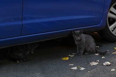 Photo of Lonely stray cat outdoors on asphalt near blue car. Homeless pet