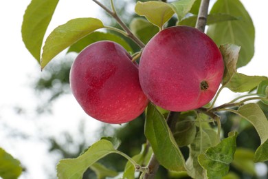 Photo of Apples and leaves on tree branch in garden, closeup