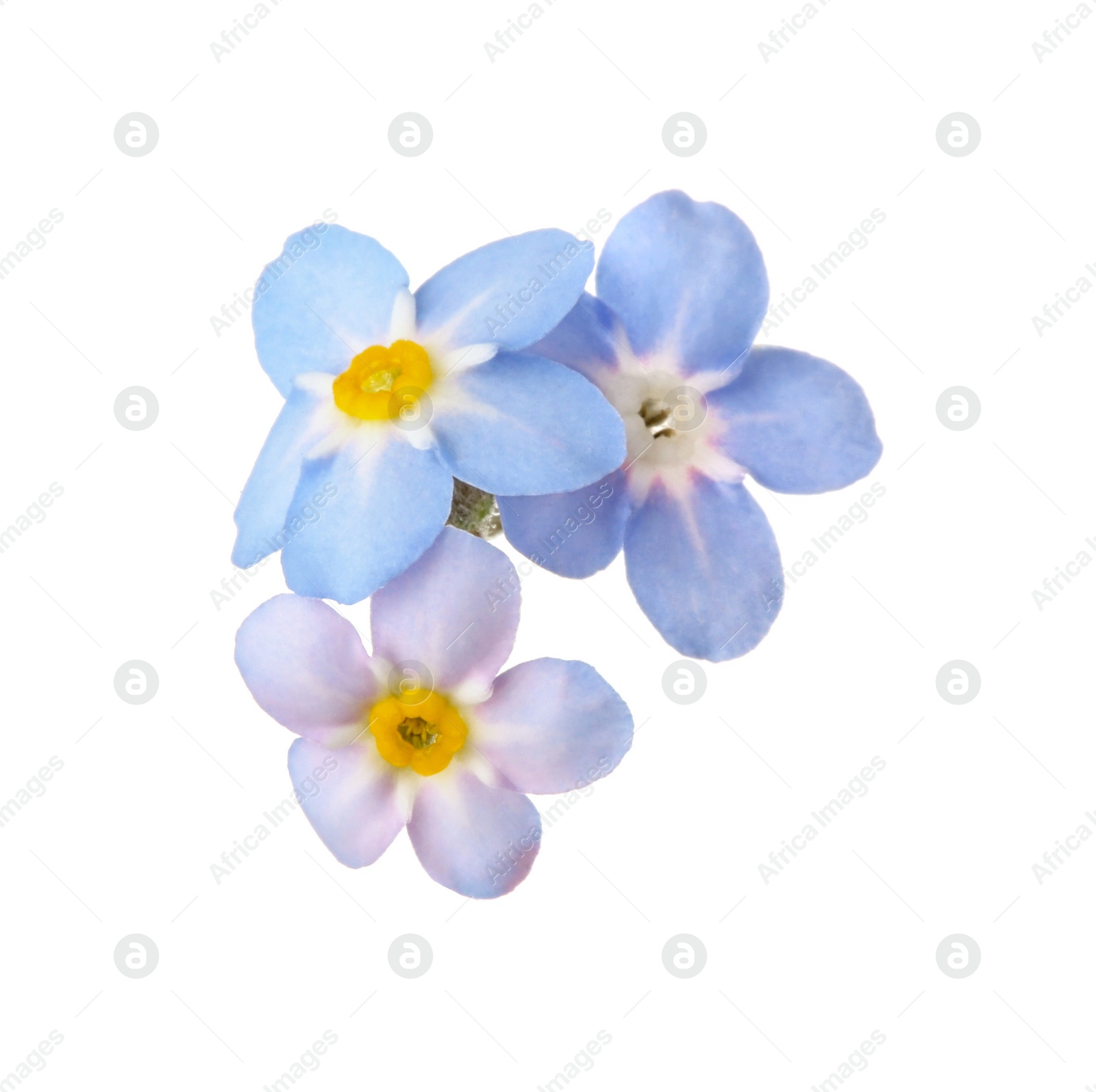 Photo of Amazing spring forget-me-not flowers on white background