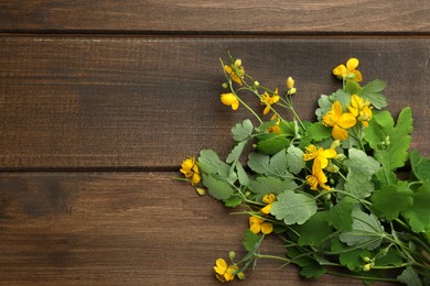 Photo of Celandine with beautiful yellow flowers on wooden table, flat lay. Space for text