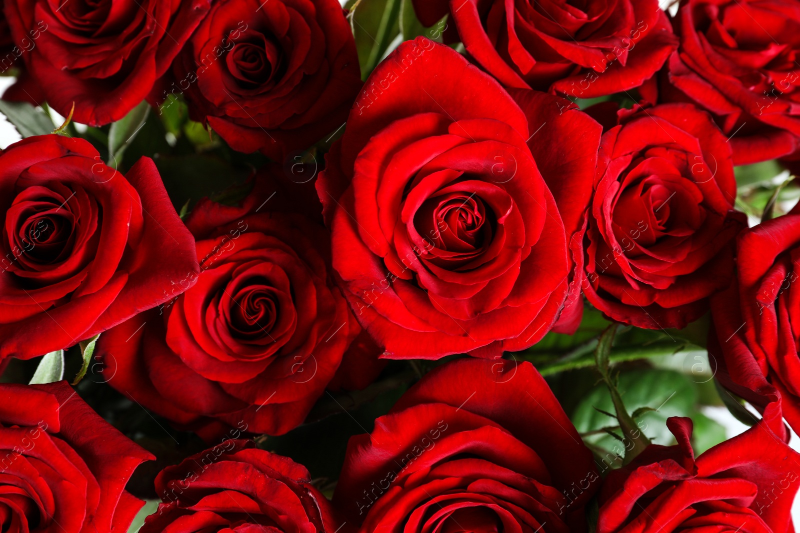 Photo of Beautiful red rose flowers as background, closeup