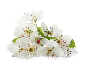 Photo of Beautiful flowers of blossoming pear tree on white background