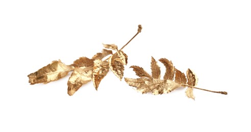 Photo of Twigs of golden rowan leaves isolated on white. Autumn season