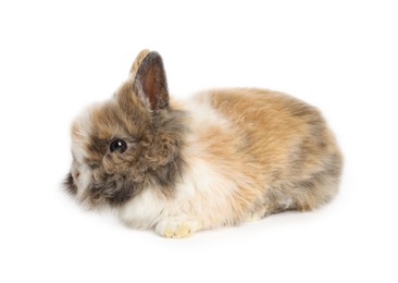 Cute fluffy pet rabbit isolated on white