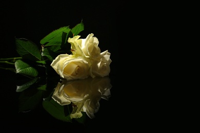 Photo of Beautiful white roses on black background. Funeral symbol