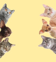 Image of Cute funny cats and dogs on beige background. Space for text