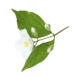 Photo of Branch of jasmine flower, buds and leaves isolated on white