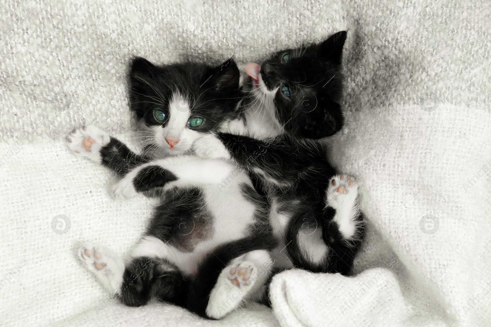 Photo of Cute baby kittens playing on cozy blanket