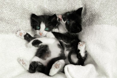 Photo of Cute baby kittens playing on cozy blanket