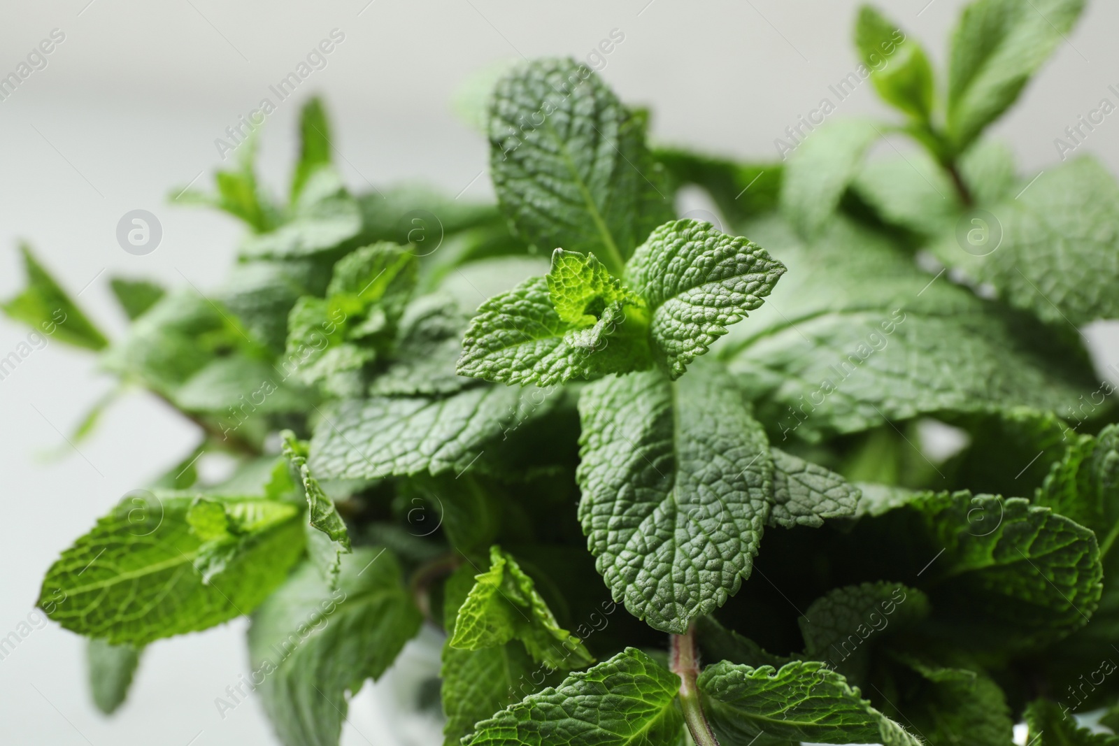 Photo of Fresh green mint on light background, closeup