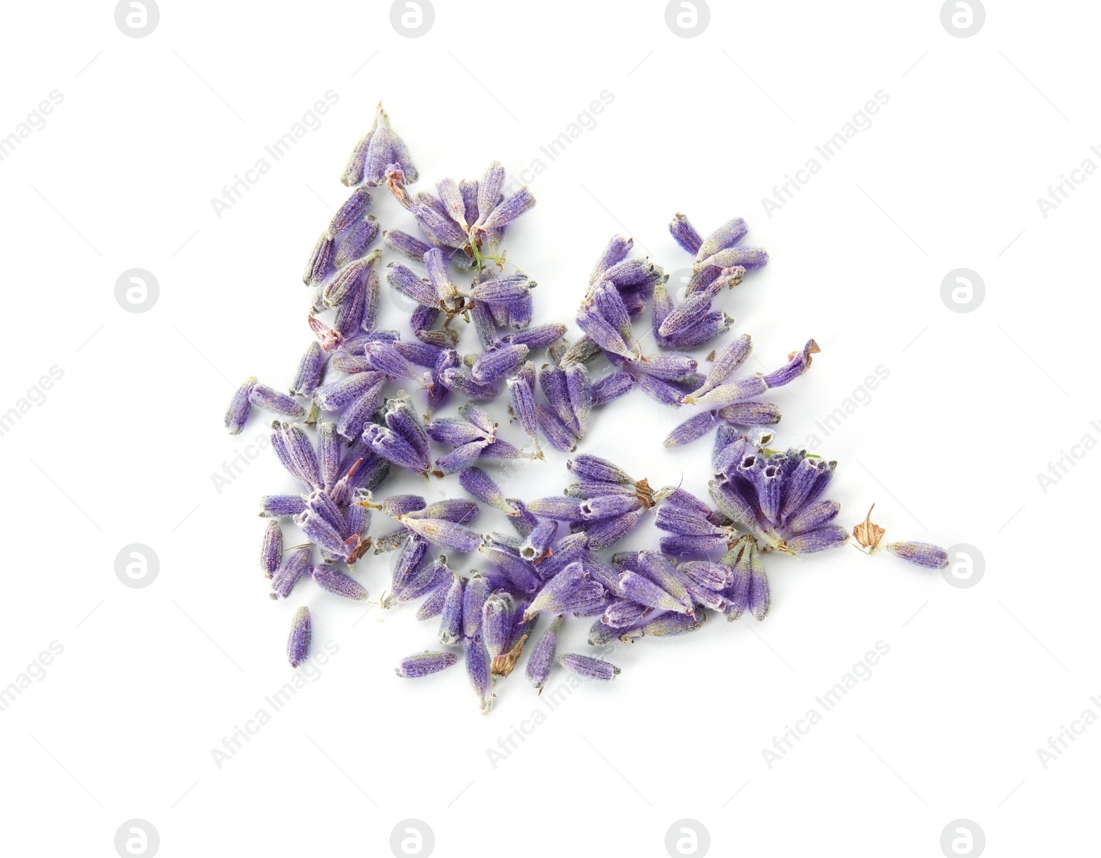 Photo of Beautiful blooming lavender flowers on white background