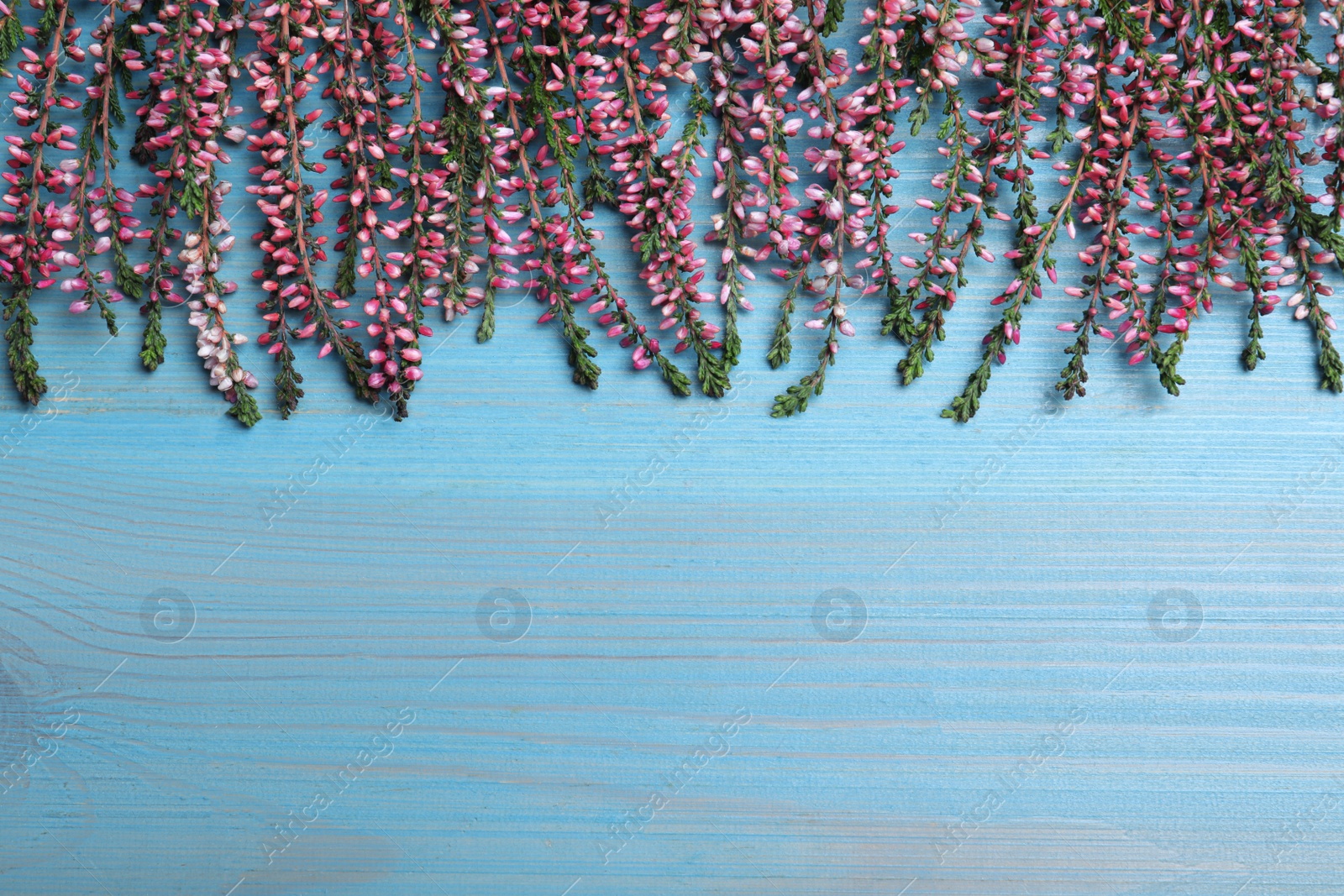 Photo of Heather branches with beautiful flowers on light blue wooden table, flat lay. Space for text