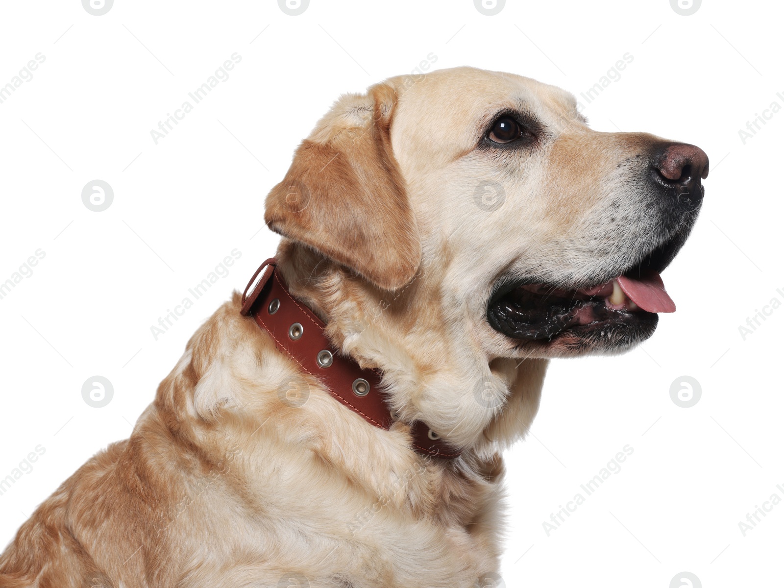 Photo of Cute Labrador Retriever in dog collar on white background