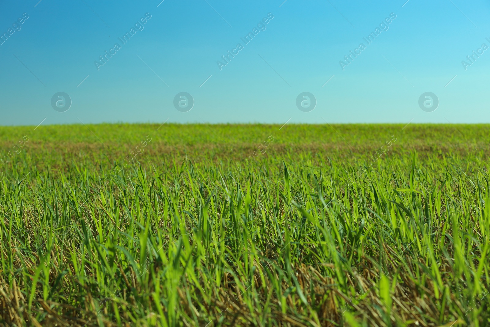 Photo of Beautiful landscape with green grass on sunny day