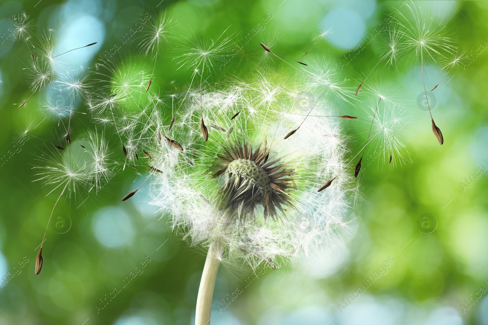 Image of Beautiful fluffy dandelion and flying seeds outdoors on sunny day 