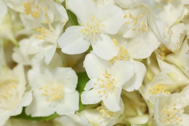 Photo of Beautiful jasmine flowers as background, top view