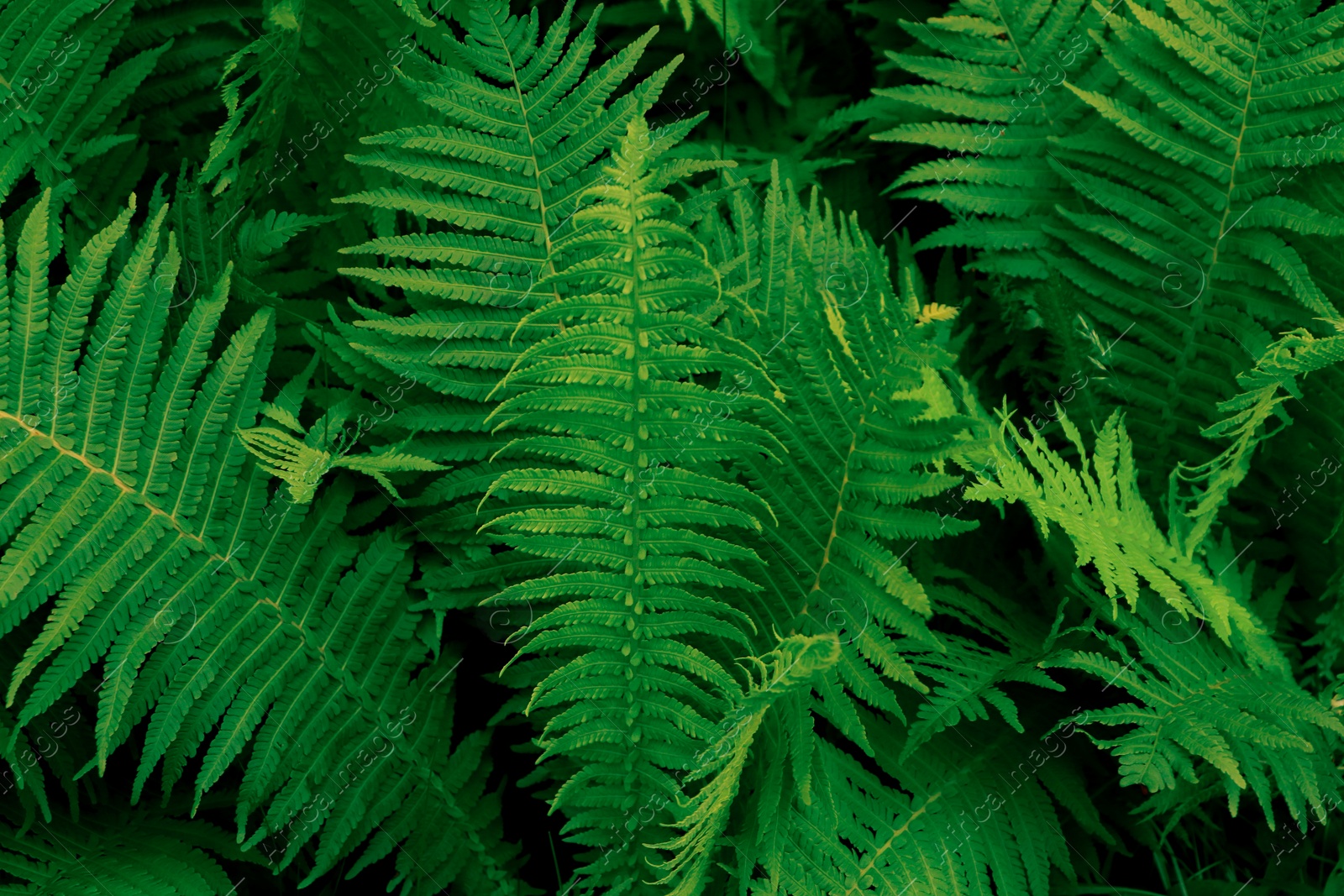 Photo of Beautiful fern with lush green leaves growing outdoors