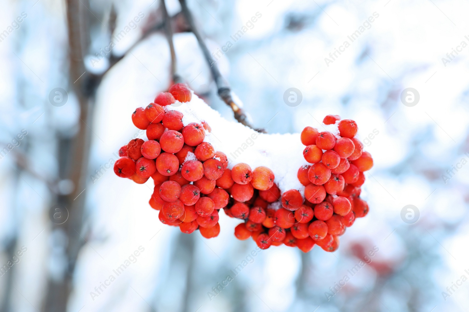 Image of Red rowan berries on tree branch covered with snow outdoors on cold winter day