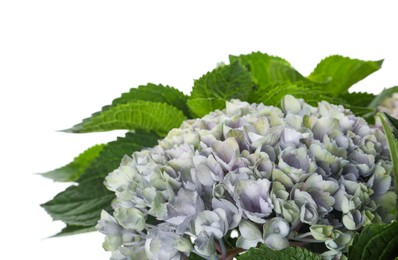 Photo of Beautiful blooming hortensia plant isolated on white