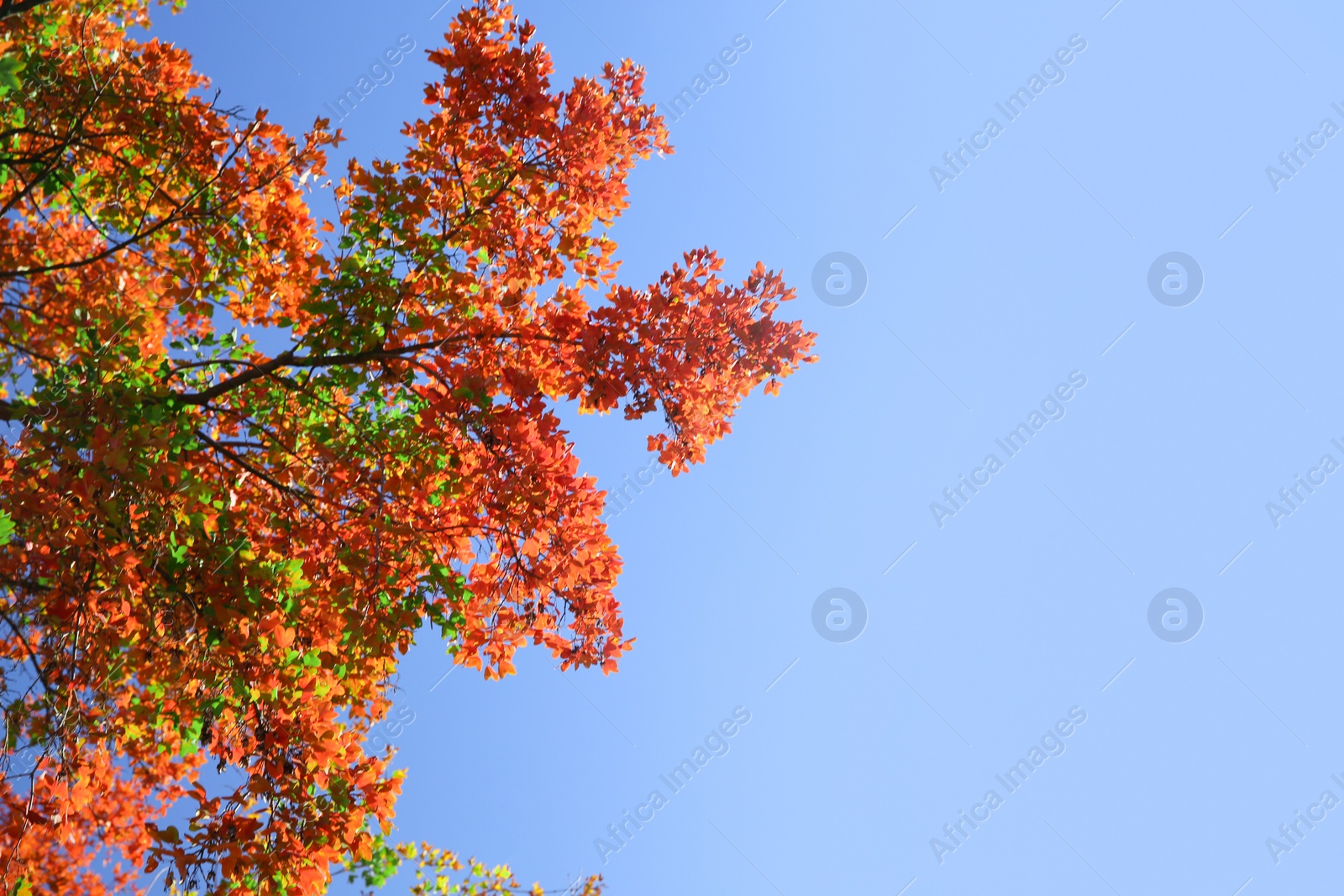 Photo of Branches with autumn leaves against blue sky on sunny day. Space for text