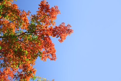 Photo of Branches with autumn leaves against blue sky on sunny day. Space for text