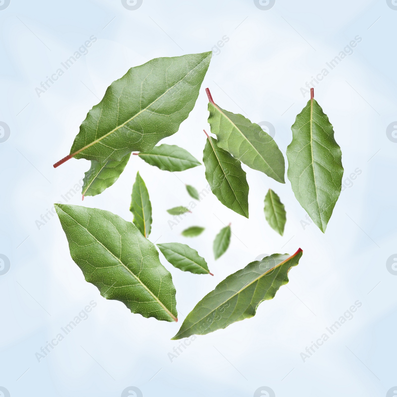 Image of Fresh bay leaves whirling on light blue background