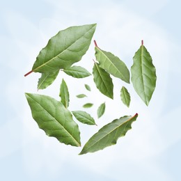 Fresh bay leaves whirling on light blue background