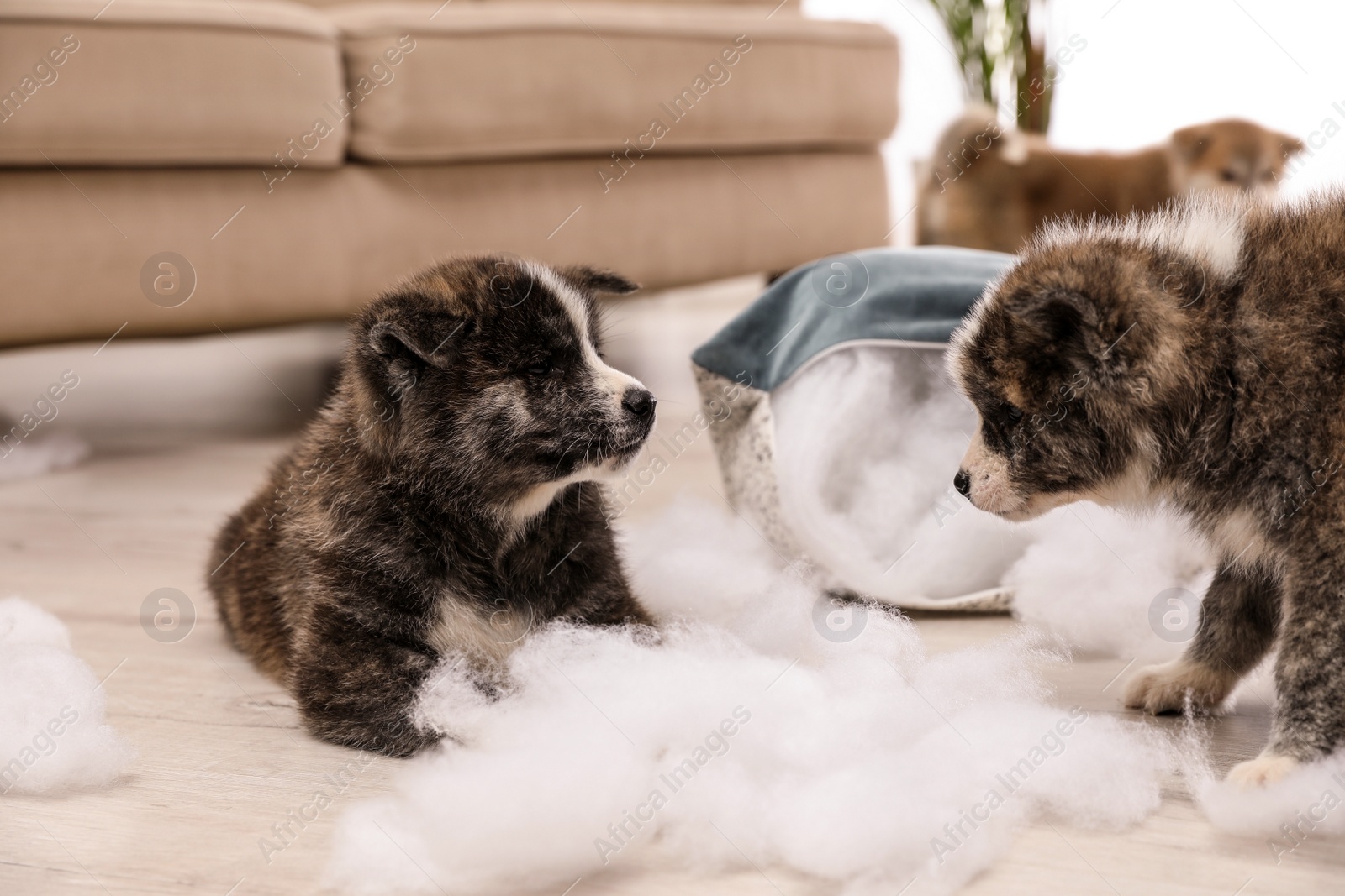 Photo of Cute Akita inu puppies playing with ripped pillow filler indoors. Mischievous dogs