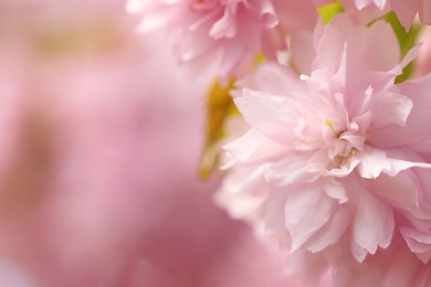 Beautiful pink sakura blossom on blurred background, closeup. Space for text